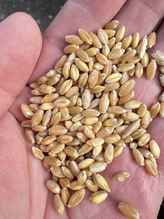 Продам зерно в мешках пшеница