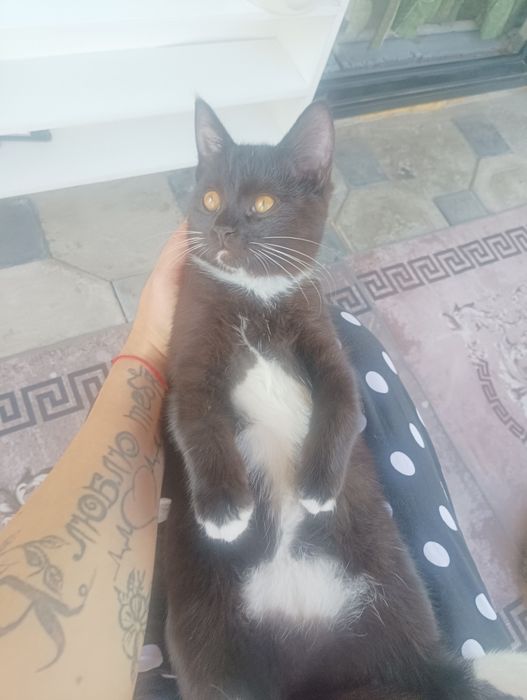 Кошечка британка биколор