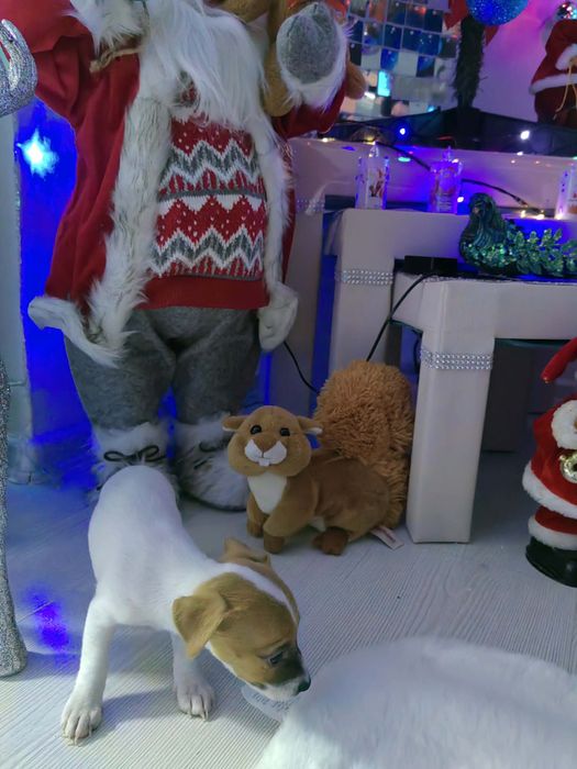 Jack Rusel Джак Ръсел - истински зверчета , уникални чистокръвни -/:””