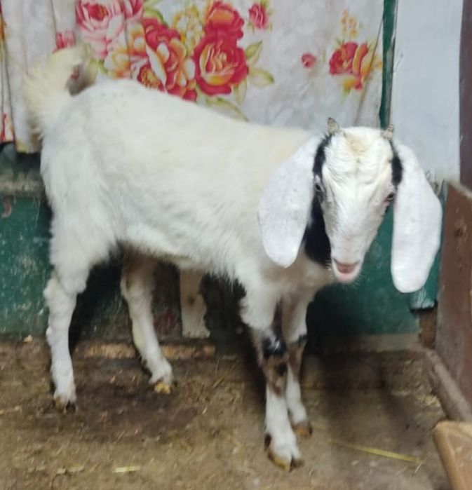 Козочка 9 месяцев