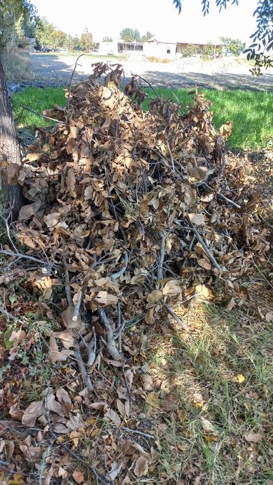 Шох утин кундалари хам бор