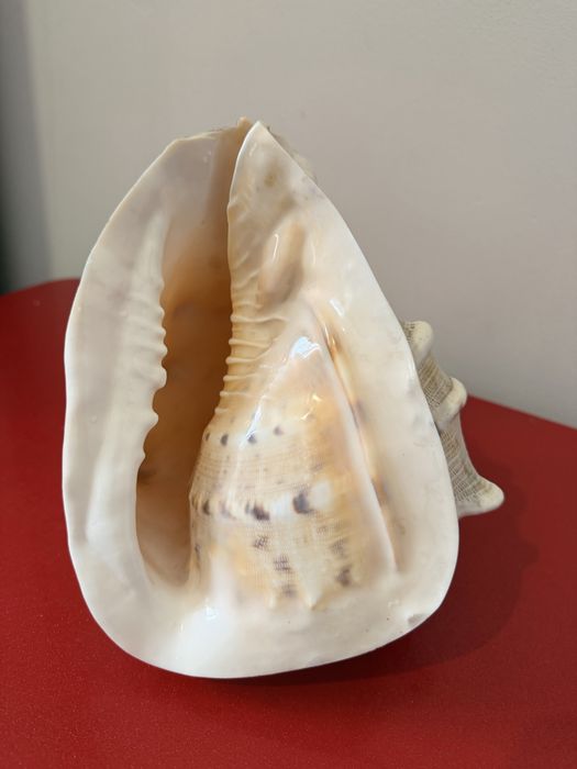 Продам ракушку. Каскелен