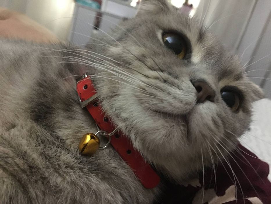 Sotiladi: Scottish Fold zotli mushuk va mushukcha