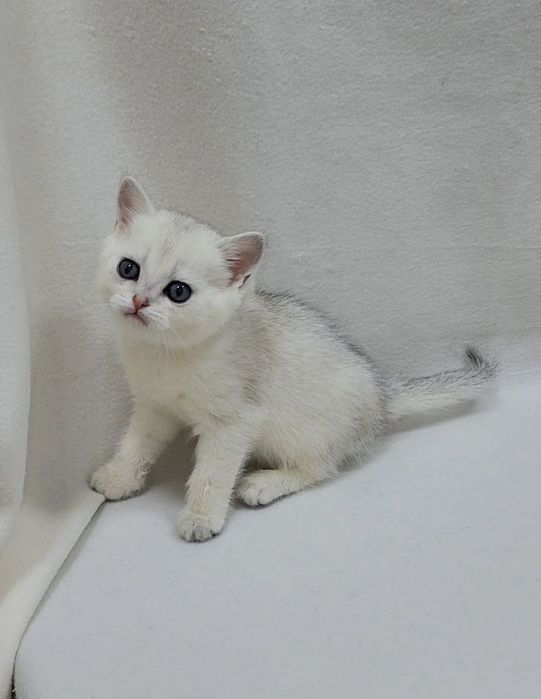 Скоттиш страйт серебристая шиншила девочка