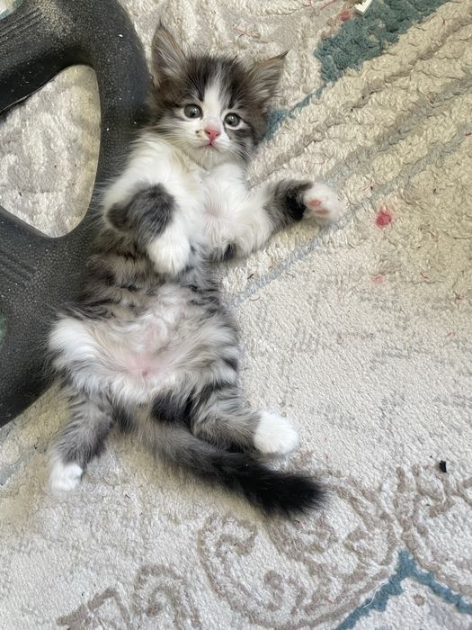 Котенок девочка 1 месяц