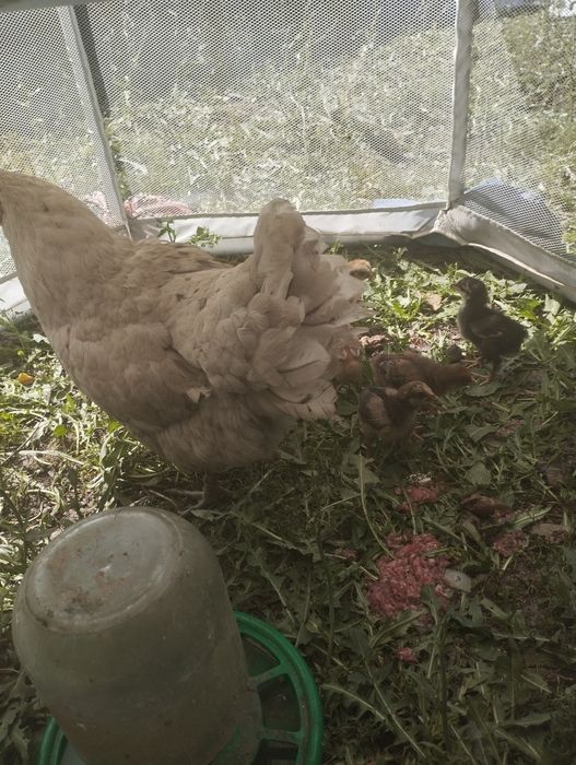 цыплята домашние