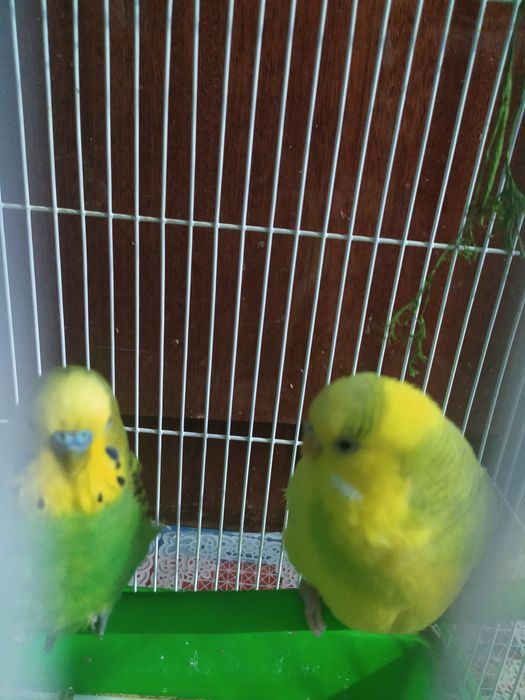 Тутилар сотилади