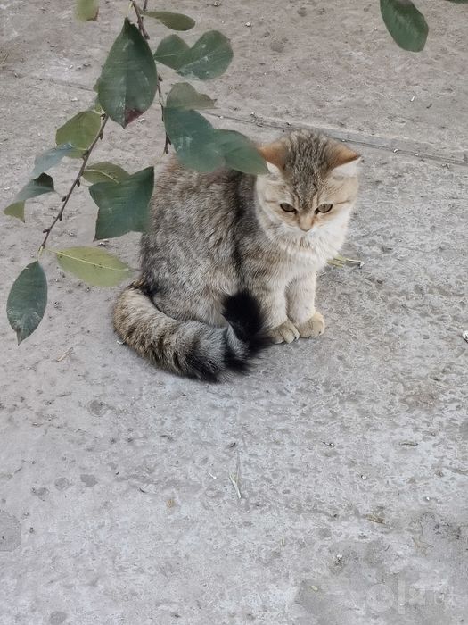 Mushuk sotiladi parodni mushuk