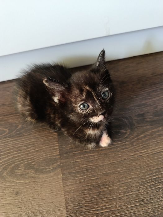 Котята в заботливые руки