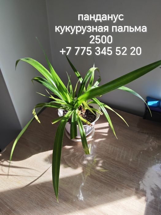 Комнатные цветы и отростки