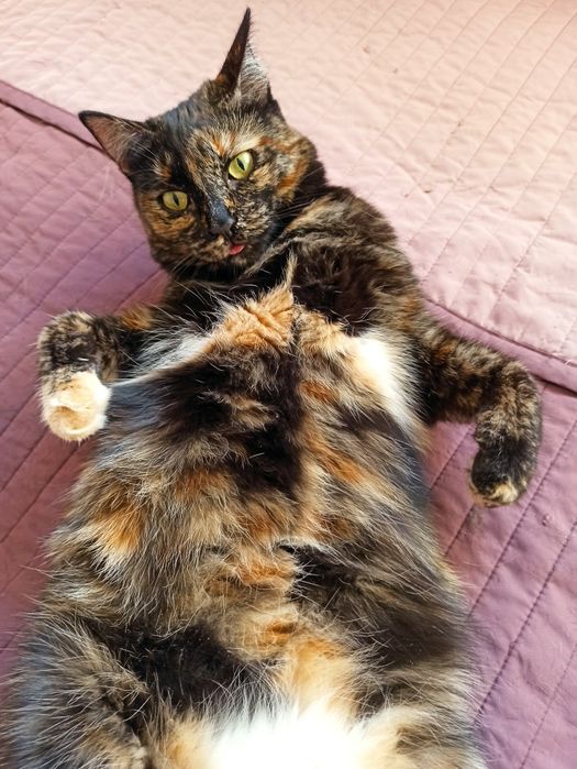 Сонечка в добрые руки