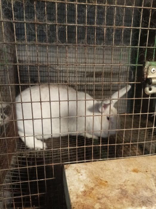 Продавам зайци намират се в Враца