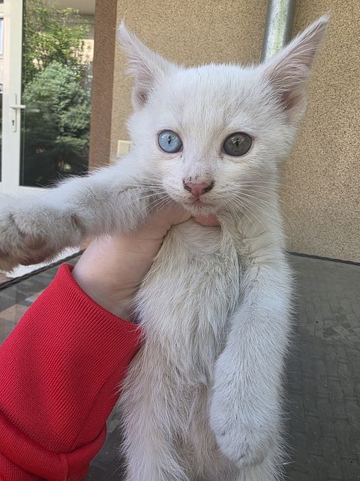 Отдаю котят в добрые руки