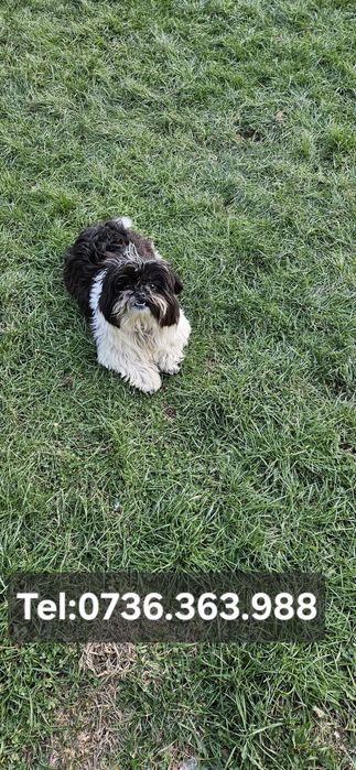 Bichon Havanez
[12.01, 23:24] Gabi Nasu: 10