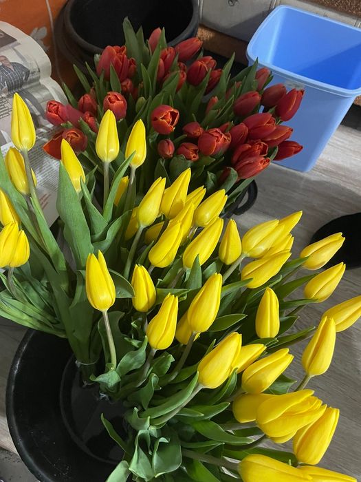 Тюльпаны предзаказ к 8 марта!