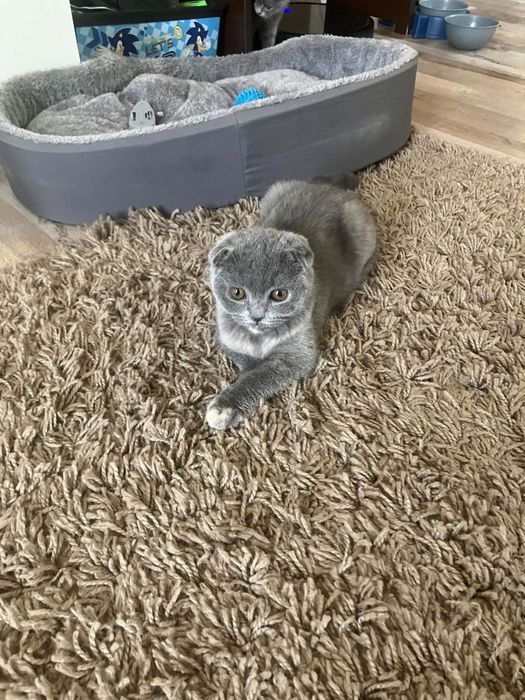 Предлагам прекрасни Scottish Fold (Шотландска клепоуха) котенца