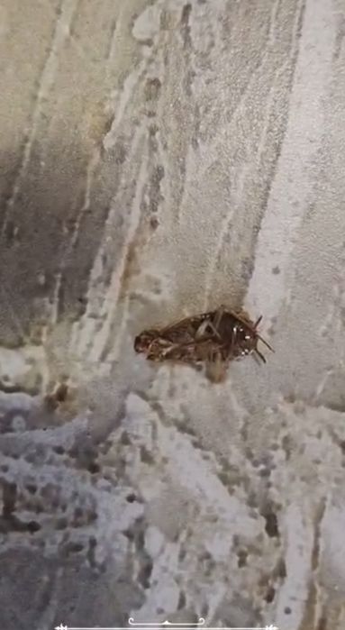 Dezinsecție și deratizare rapida - Plosnite, gândaci, soareci