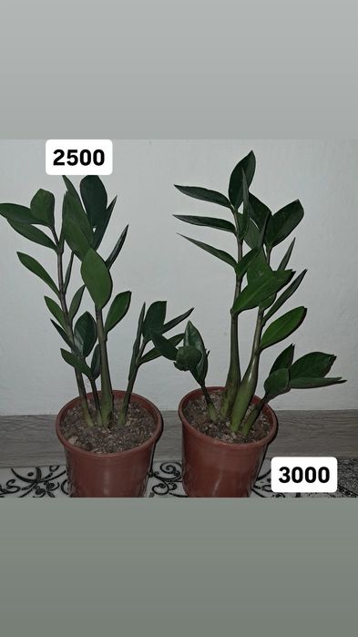 Домашние цветы Мырзакент