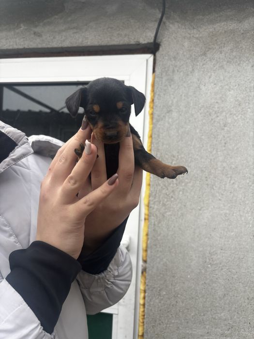 Черни бебета дайели