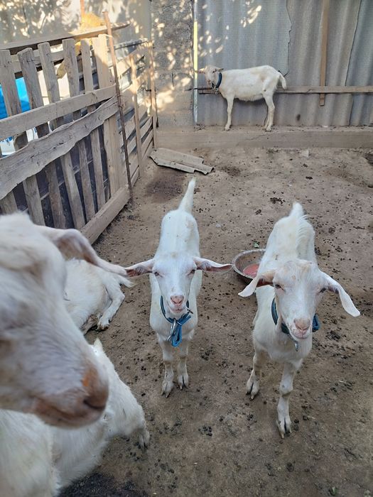 Ешкілер сатылады лақтары мен