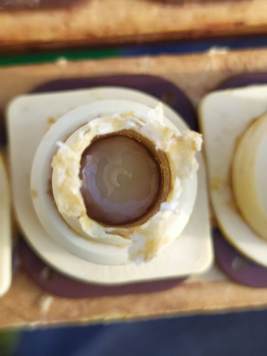 Mătci, albine, Buckfast F1