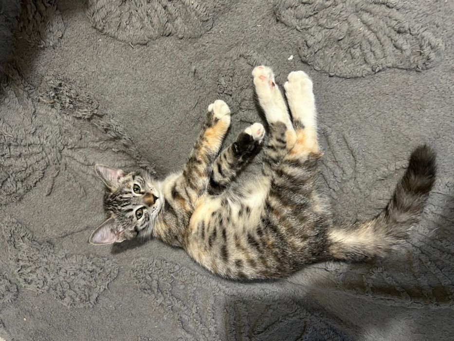 Отдадим котят в хорошие руки