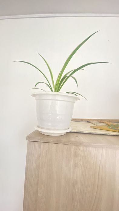 Продам хлорофитум