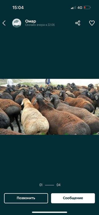 Кой кошкар токты баран