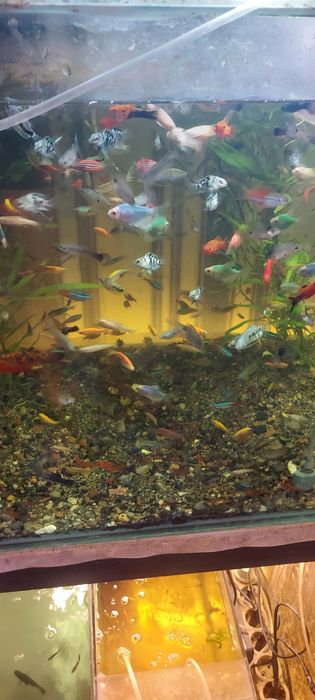 Рыбки мирные. Растения. .