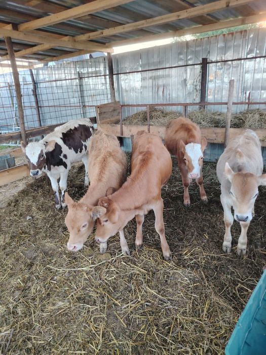Vând 5 viței 4-5 luni