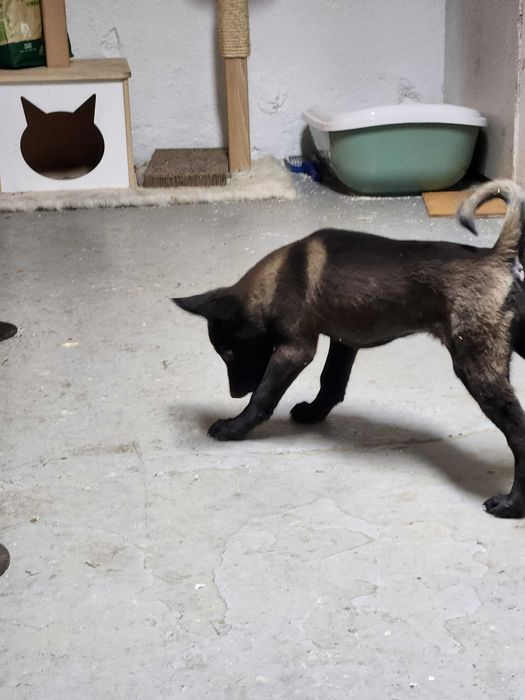 Femela Ciobanesc belgian Malinois cu pedigree