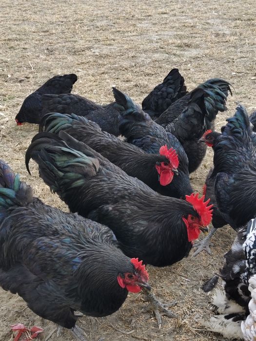 Avstralorp  zotli toviq tuxumlari va jujalariga zakaz olamiz