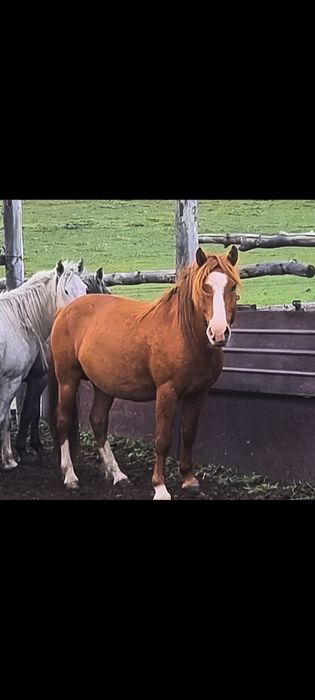 Айғыр жеребец қасқа