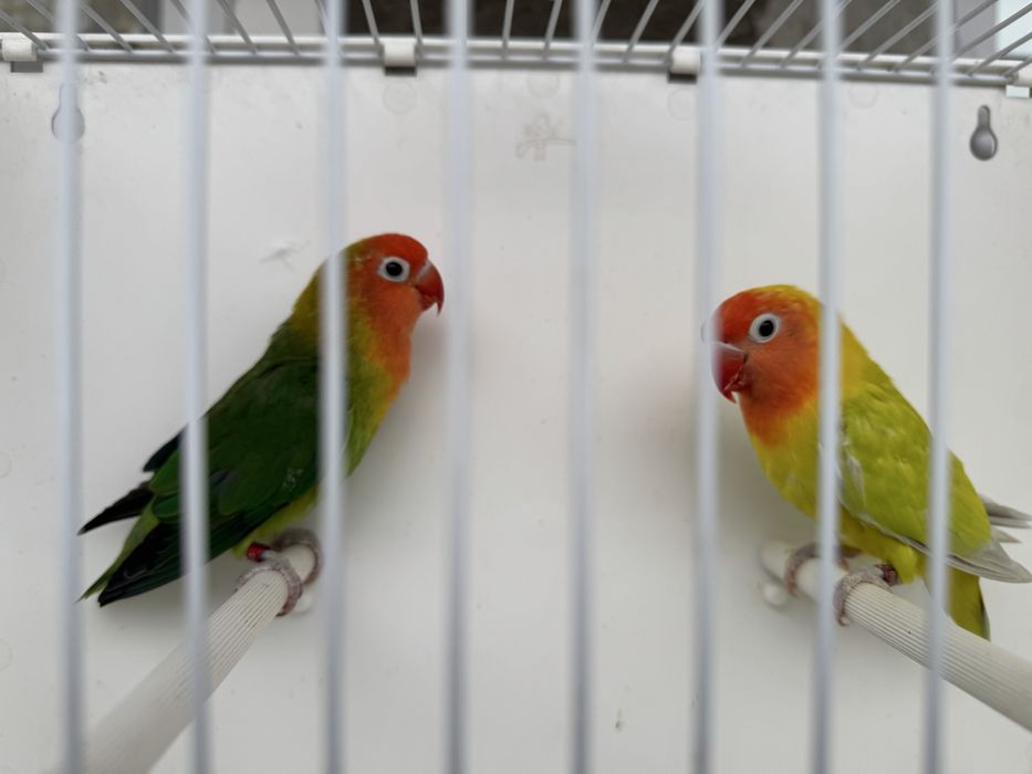 Vand papagali perusi, nimfe, rosella, agapornis, kakariki si zebre