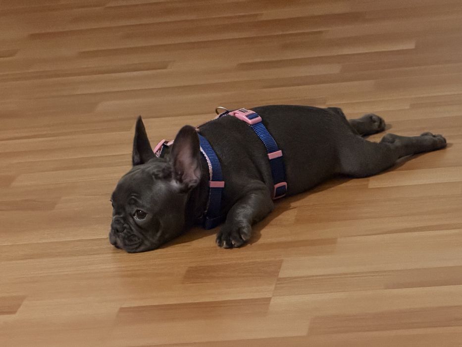 Buldog francez fetita rasa pura