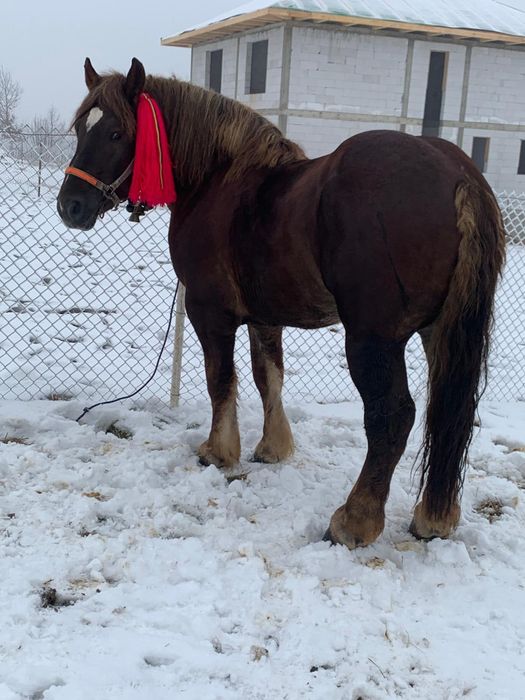 Vând mânz de.2.ani jumate învățat