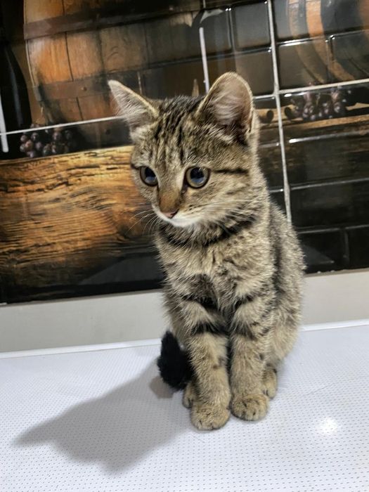 Котёнок девочка 2 мес