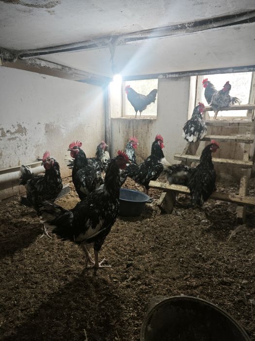 Продам петухов австралорп черно- пестрых