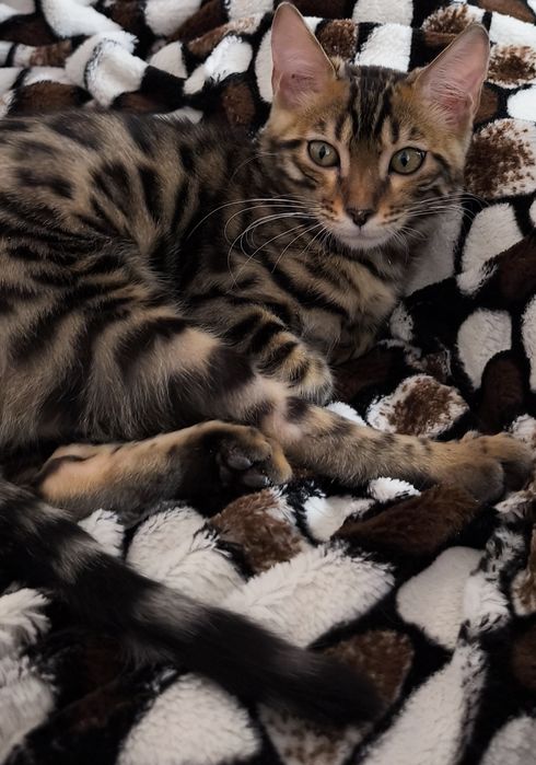 Продам котенка бенгала