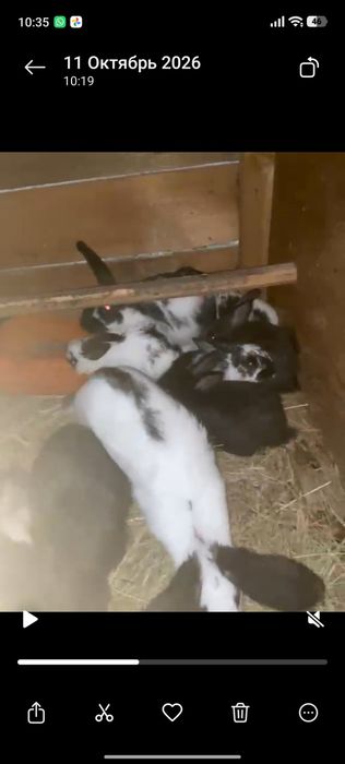 Продам крольчат бабочка