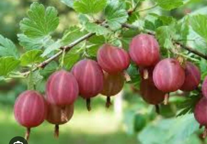 Продам саженцы чёрной смородины, крыжовник безшипый