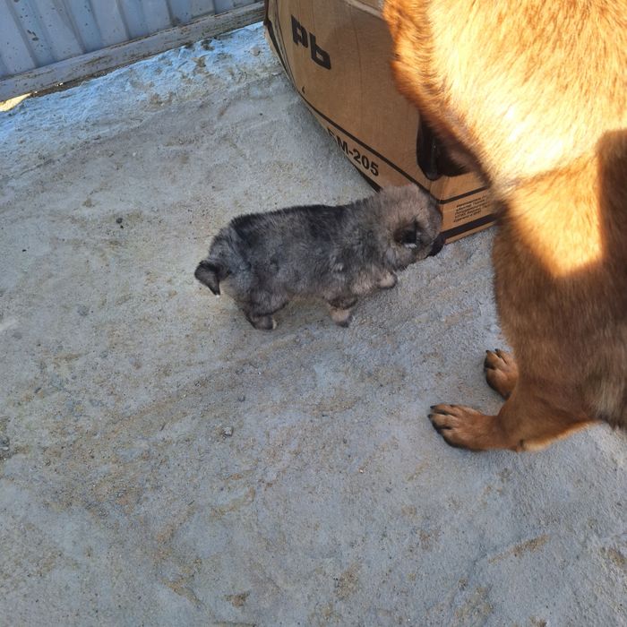 Кушик щенок смесь