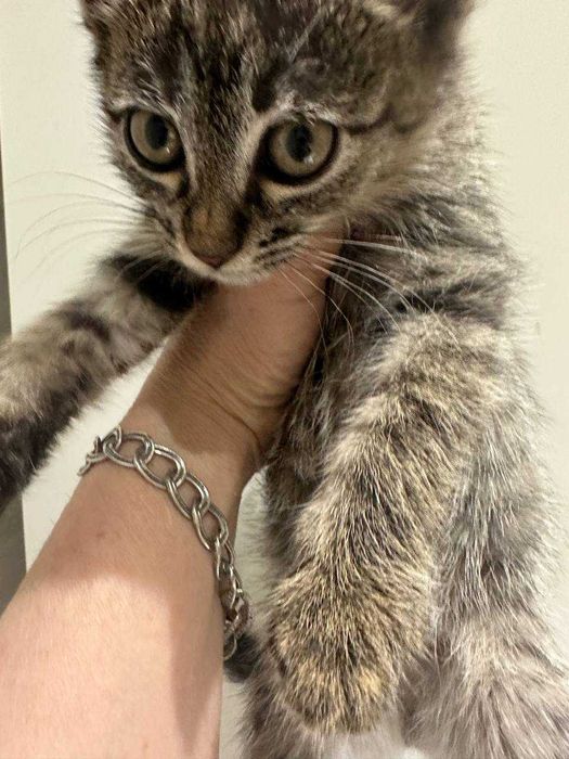 Отдам котят бесплатно в добрые руки