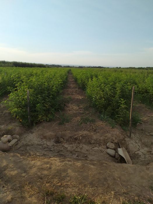 Продам Землю кха