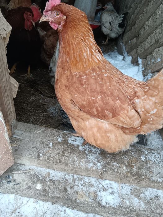 Домашние куры продаются