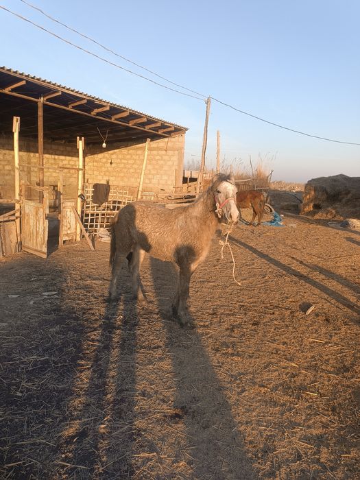Семиз тойлар сотилади