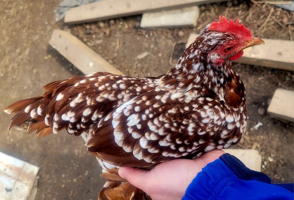 Vand gaini pitice mii de flori