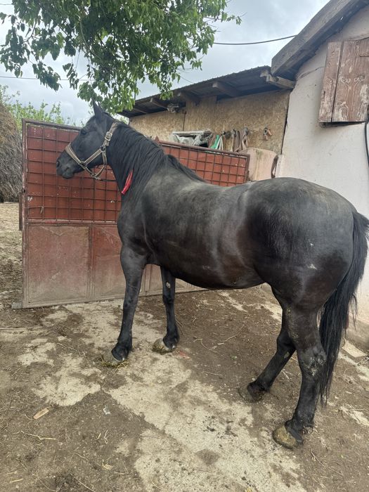 Iapa tanara de 8 ani