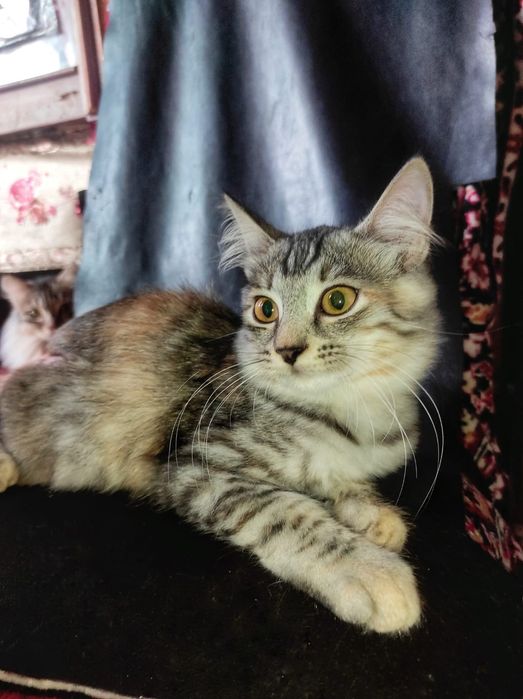 Отдадим котят в хорошие руки