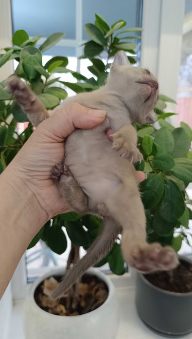 Шикарный котенок европейской Бурмы